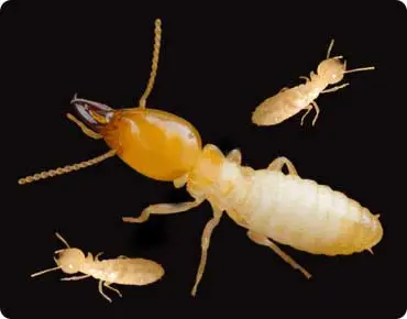 Termite control and infestation guide